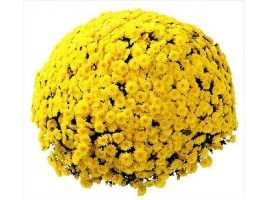 ΧΡΥΣΑΝΘΕΜΑ